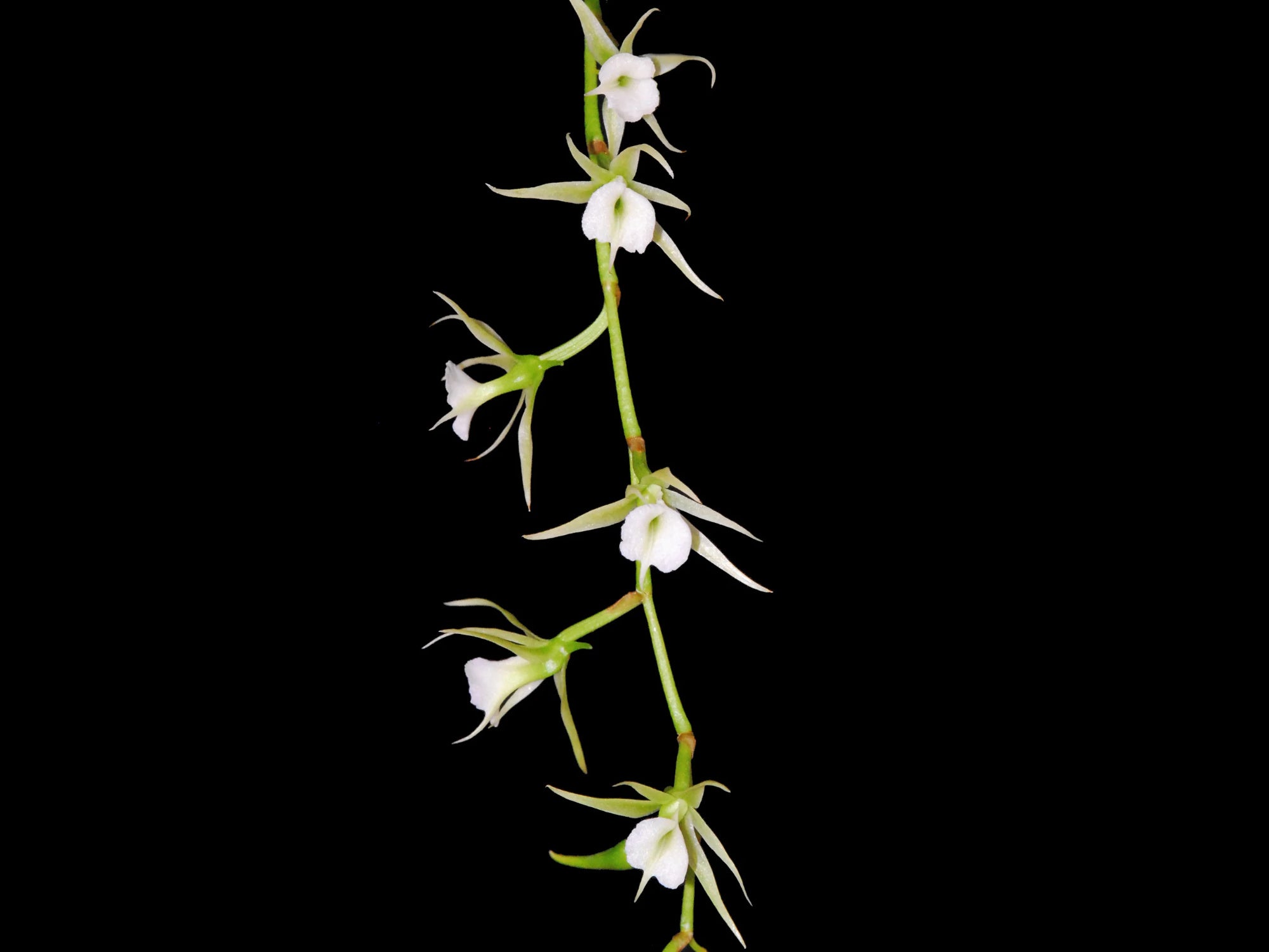 Oeoniella polystachys