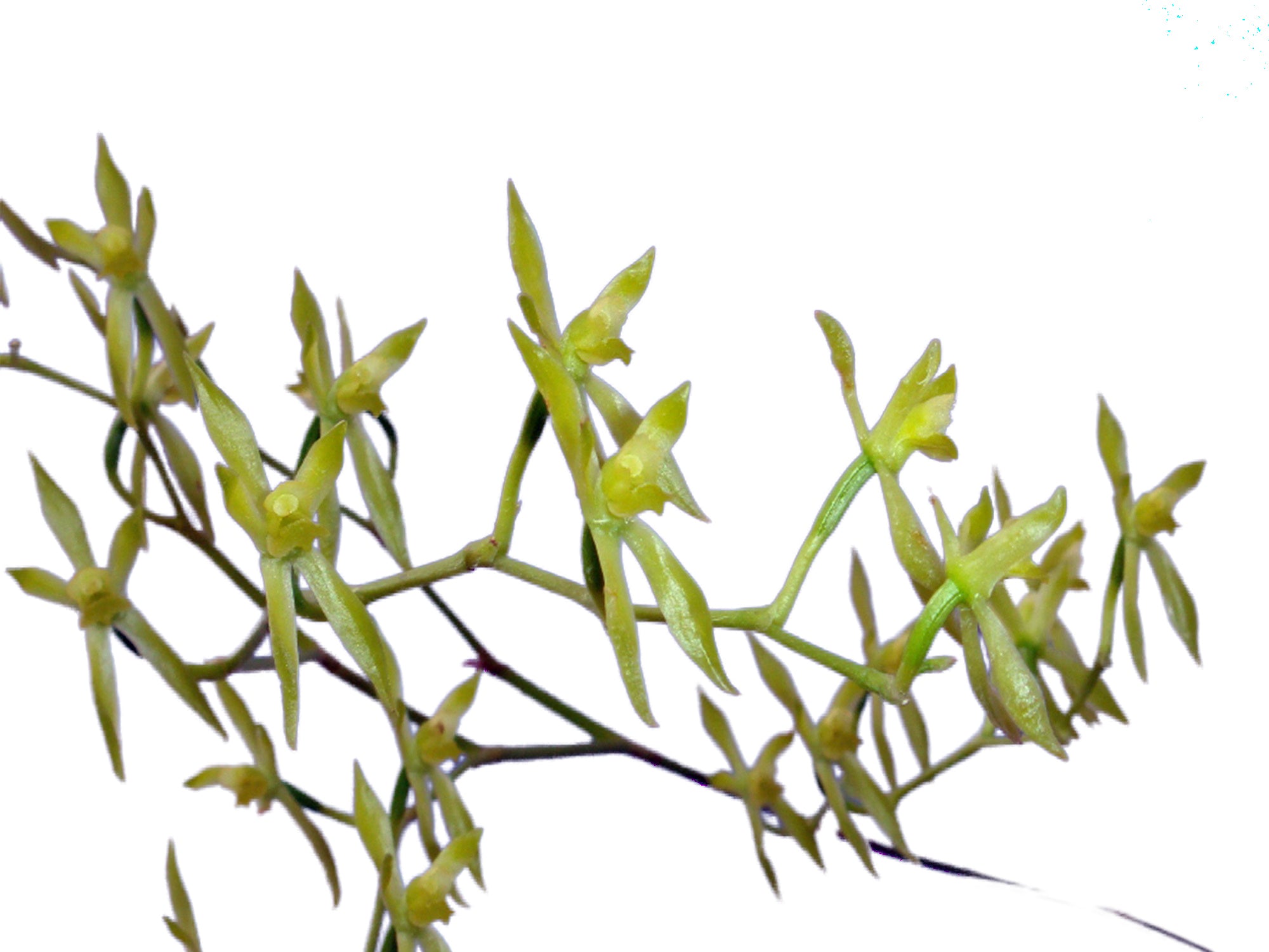 Oliveriana brevilabia