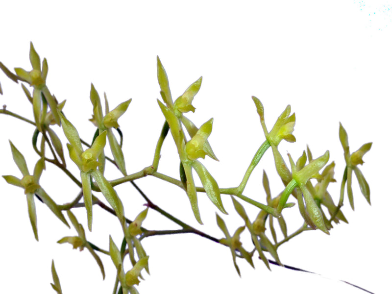 Oliveriana brevilabia