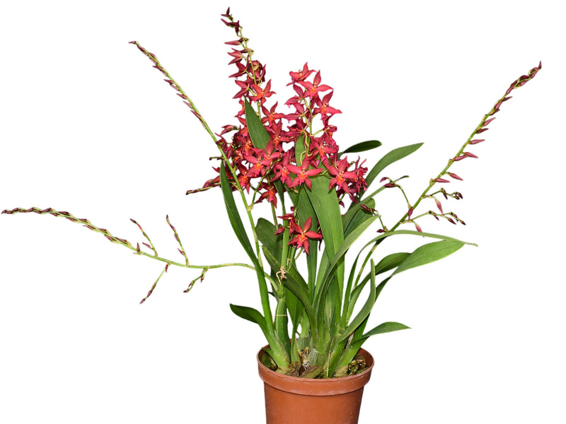 Oncidium Gladys Eljuri