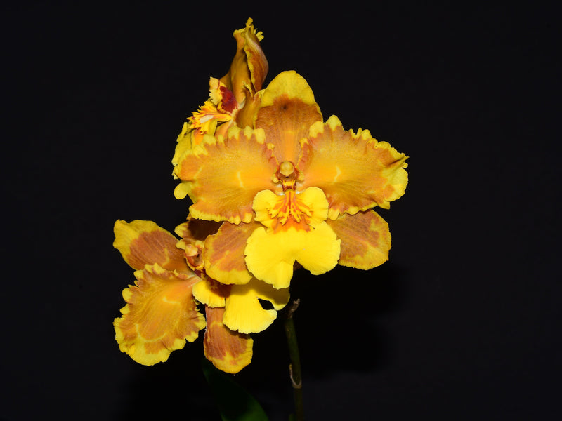 Oncidium Ingrid Suarez