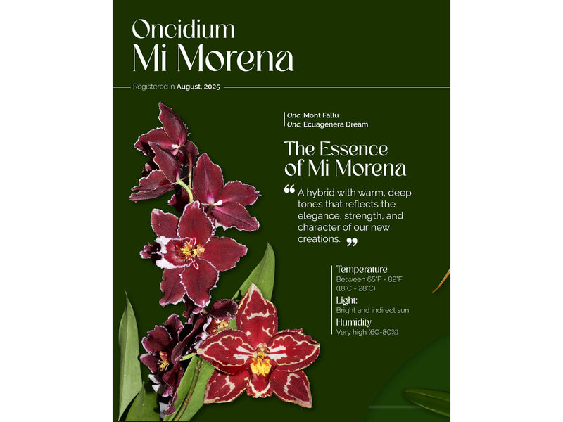 Oncidium Mi Morena