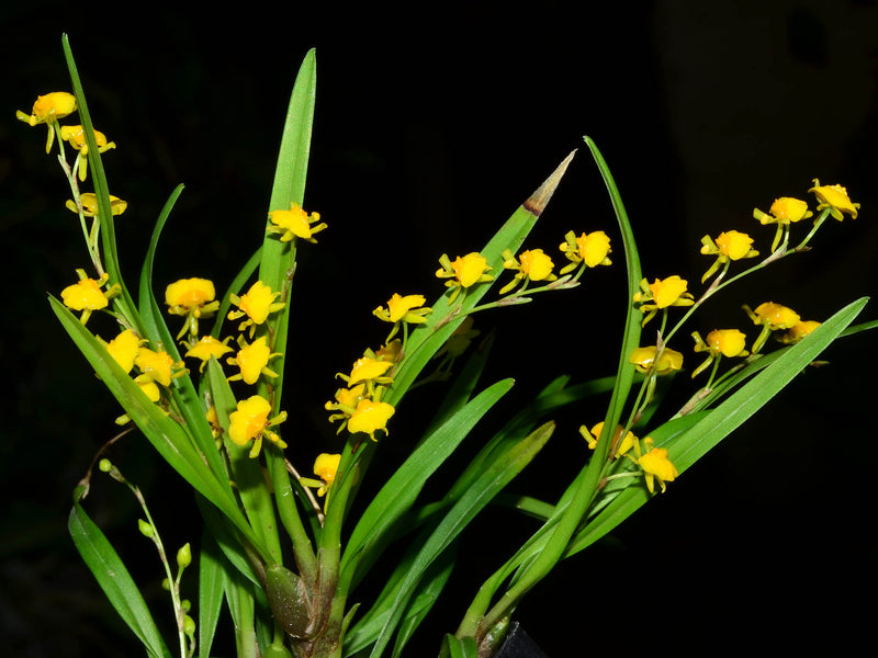 Oncidium gramineum