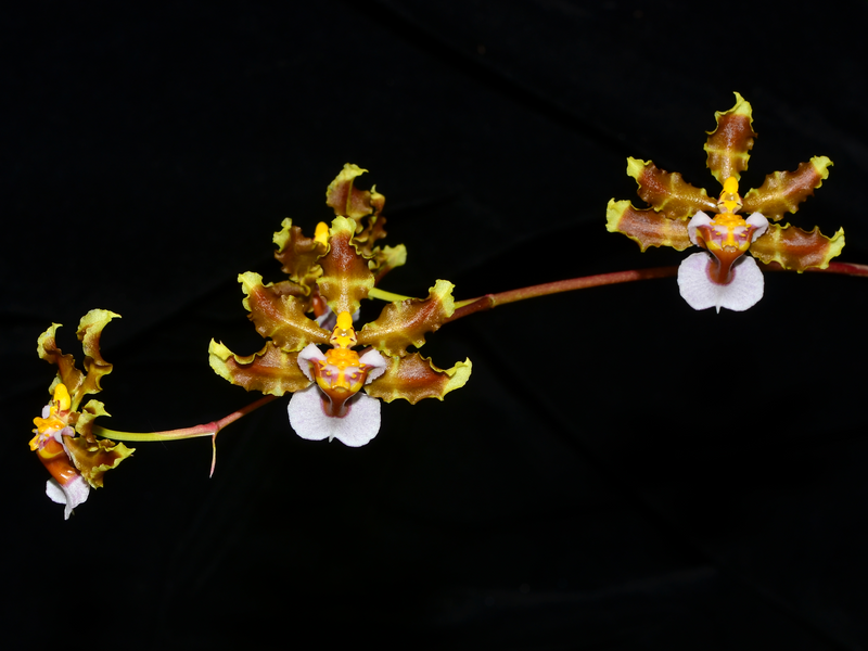 Oncidium maduroi