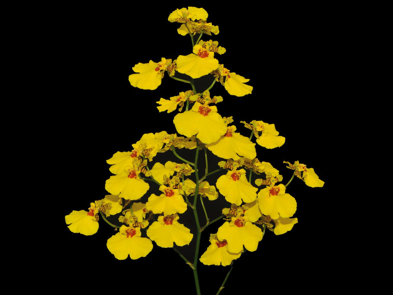 Oncidesa Sweet Sugar