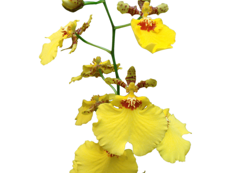 Oncidesa Sweet Sugar