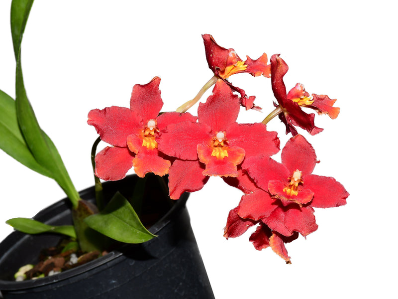 Oncidopsis Atardecer Andino