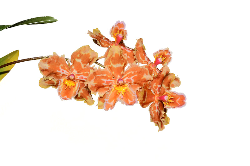 Oncidopsis Uzhupud Garden