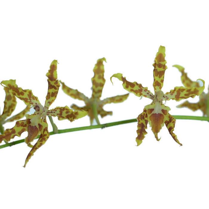 Oncidium Artejerezorum