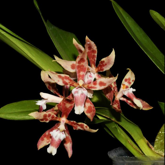 Oncidium Dr. Diego Vazquez