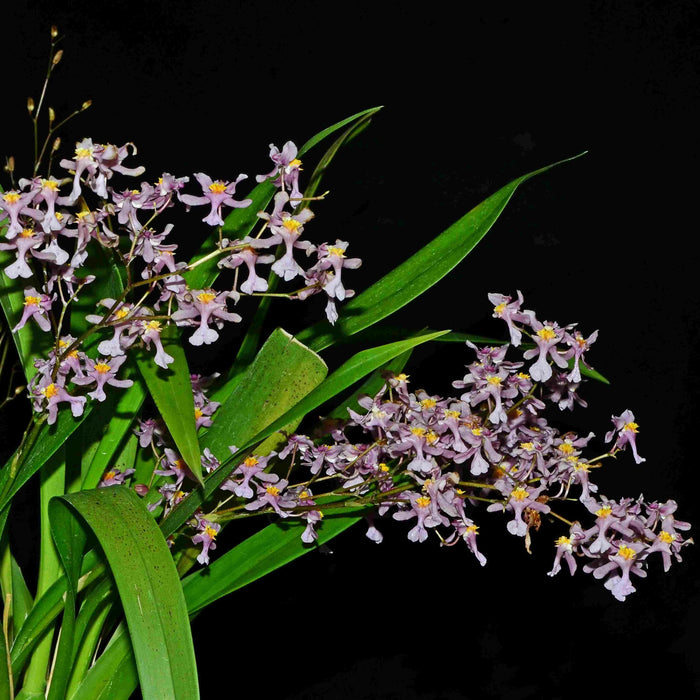 Oncidium sotoanum