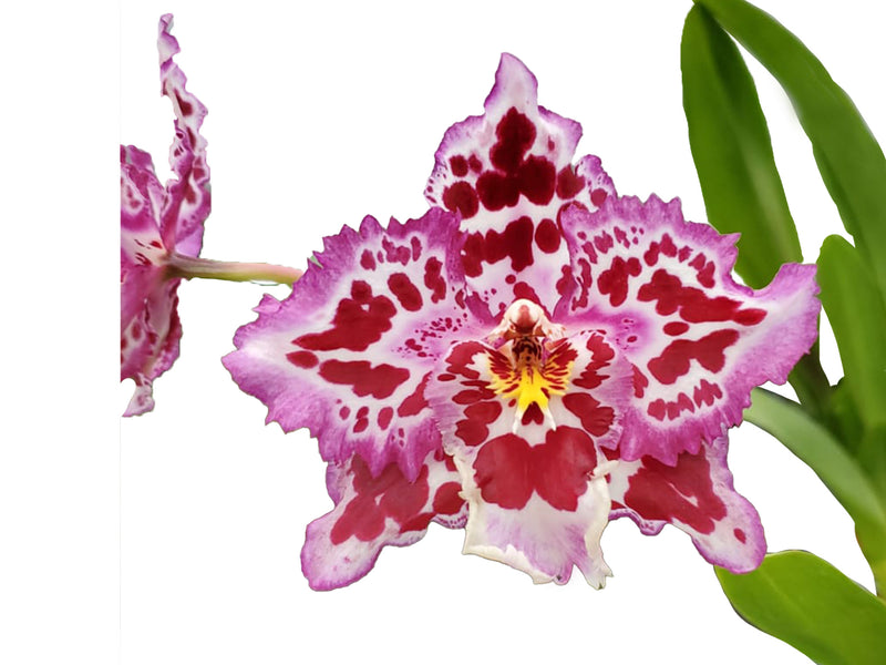 Oncidium Crystal Palace x Onc.  Memoria Ken Girard