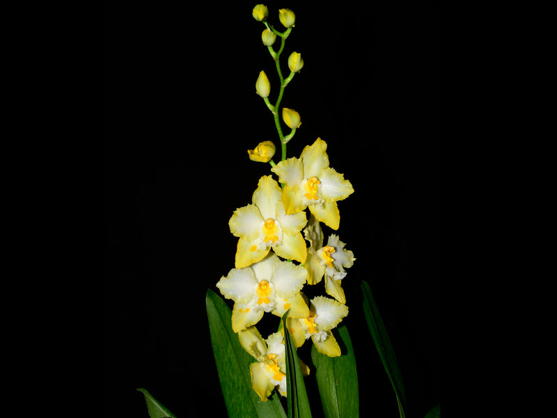 Oncidium Liz Johnson