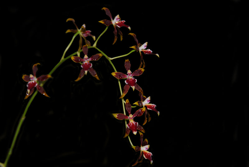 Oncidium Tamara Ticktin