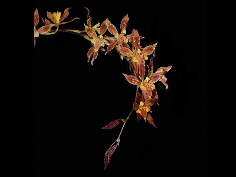 Oncidium Alessandro Valenza