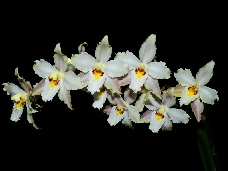 Oncidium Amazon Sunrise