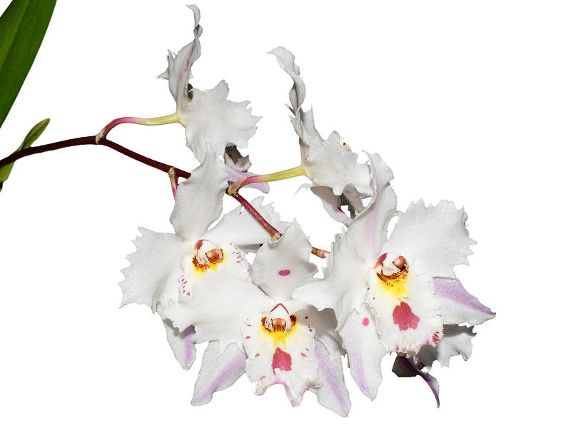 Oncidium Amazon Sunrise