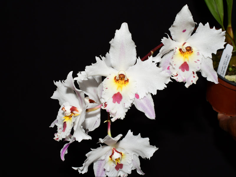 Oncidium Amazon Sunrise