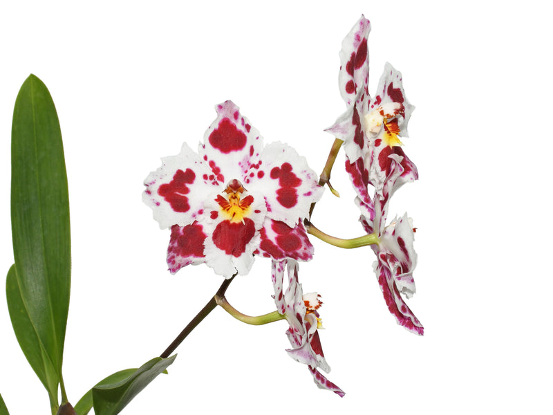 Oncidium Amazon Tiger