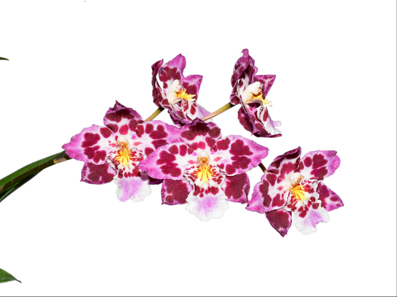 Oncidium Amazon Tiger