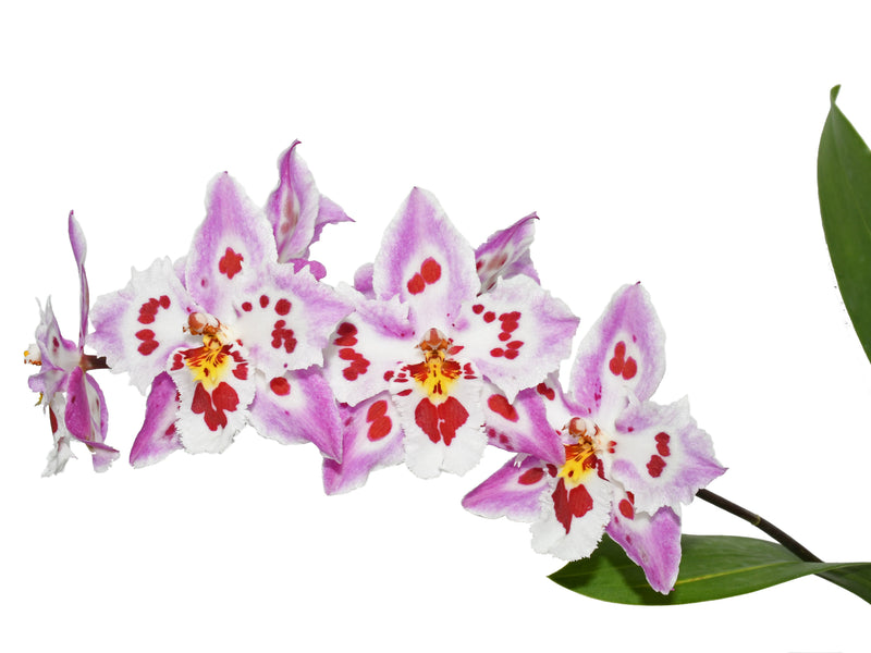 Oncidium Amazon Tiger