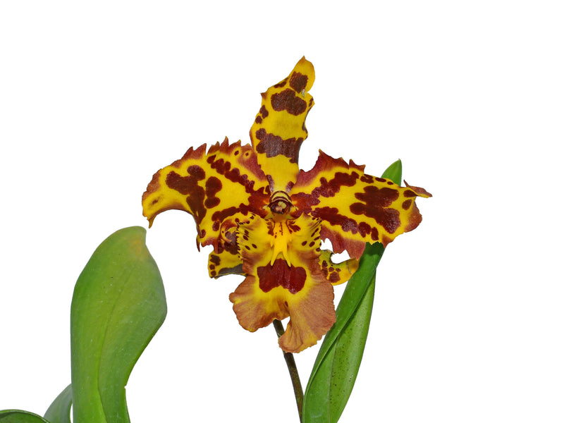 Oncidium Andean Tiger