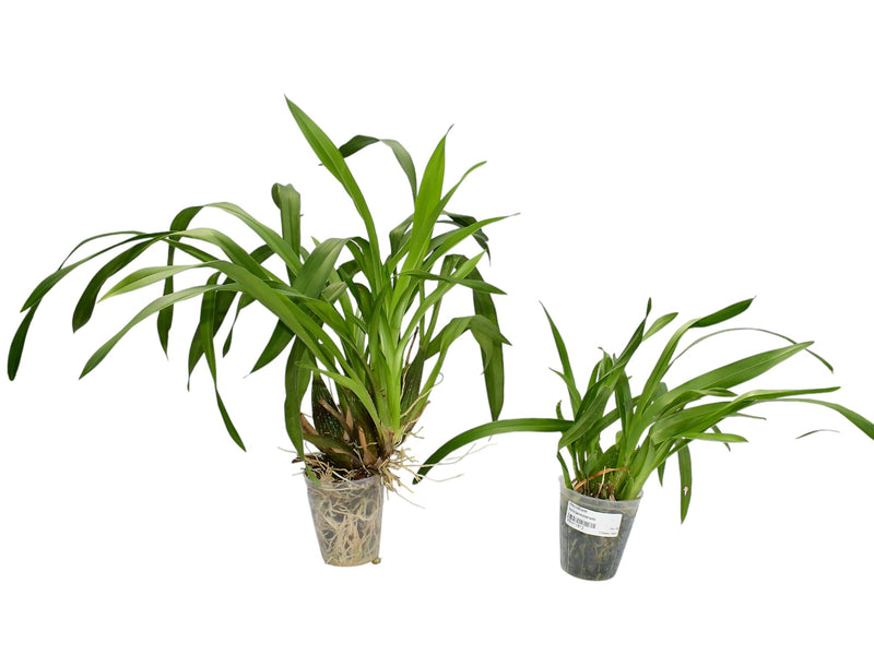 Oncidium Artejerezorum (Big)