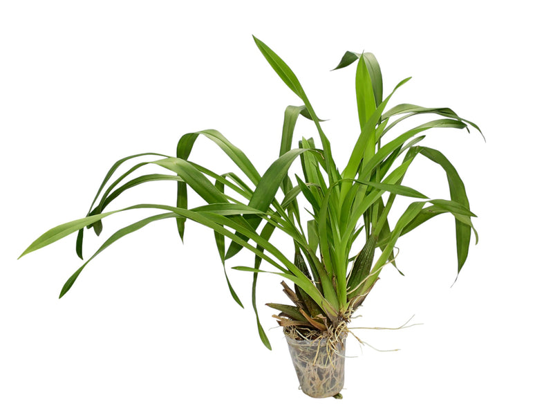 Oncidium Artejerezorum (Big)