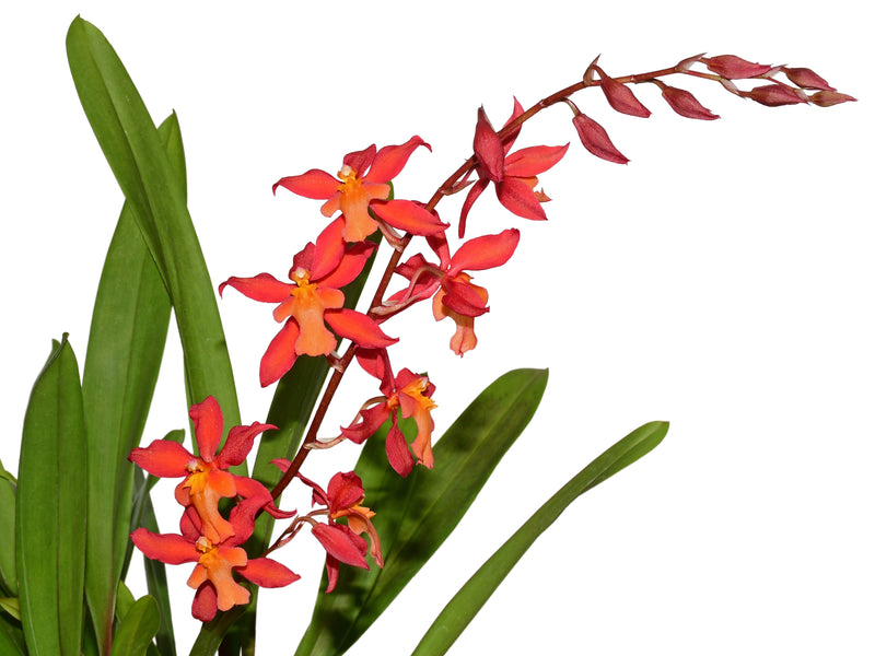 Oncidium Azuay Tears