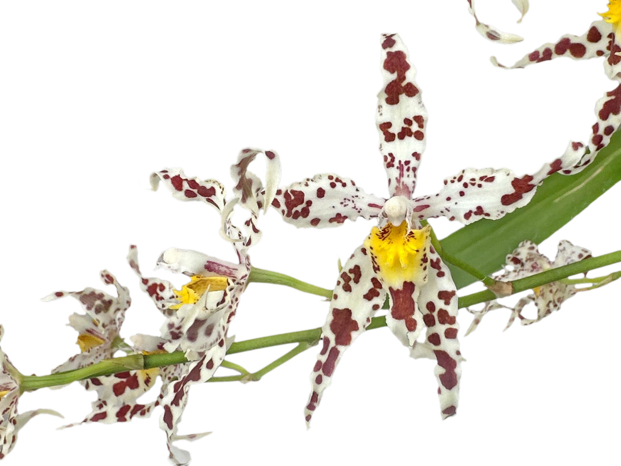Oncidium Bev Debrincat