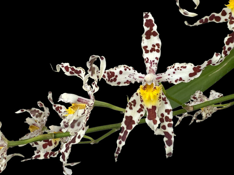 Oncidium Bev Debrincat