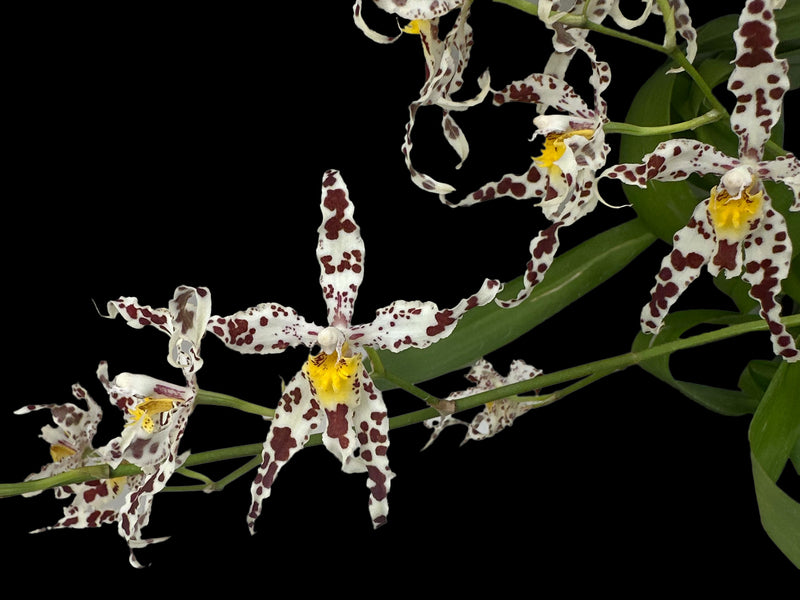 Oncidium Bev Debrincat