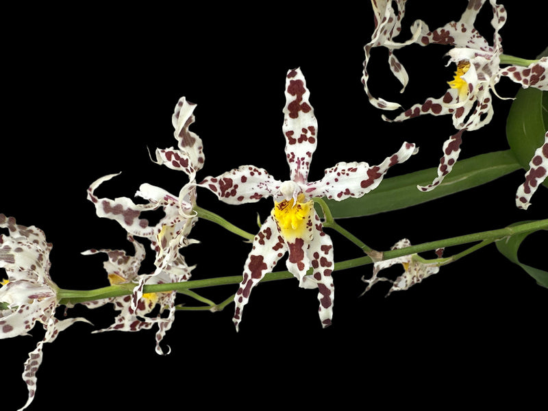 Oncidium Bev Debrincat