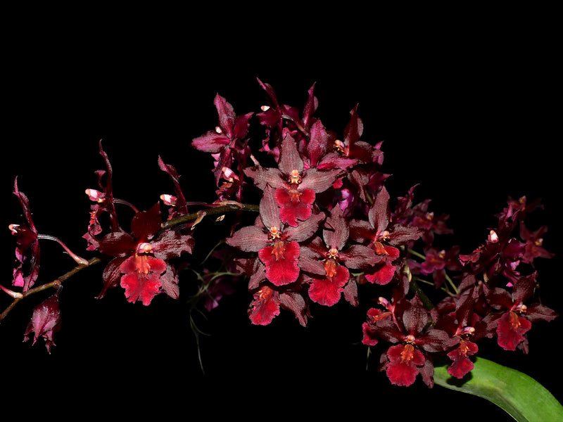 Oncidium Blazing Lustre 'Night Ruby'