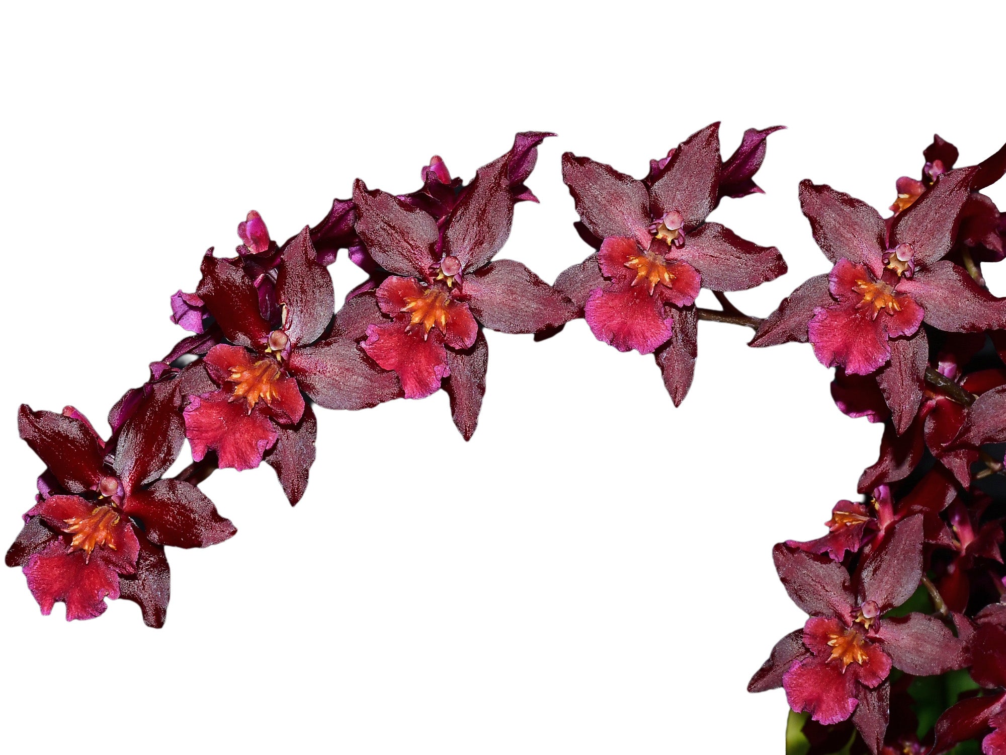 Oncidium Blazing Lustre 'Night Ruby'