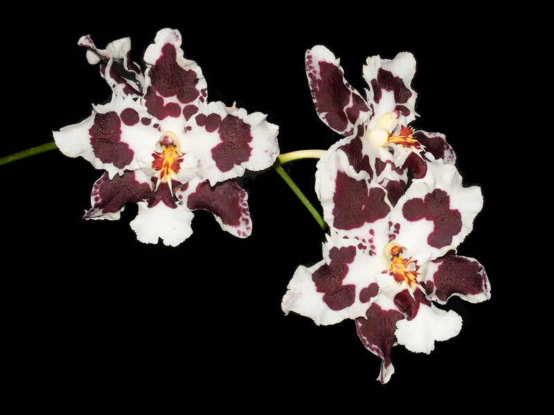 Oncidium Brian Rittershausen