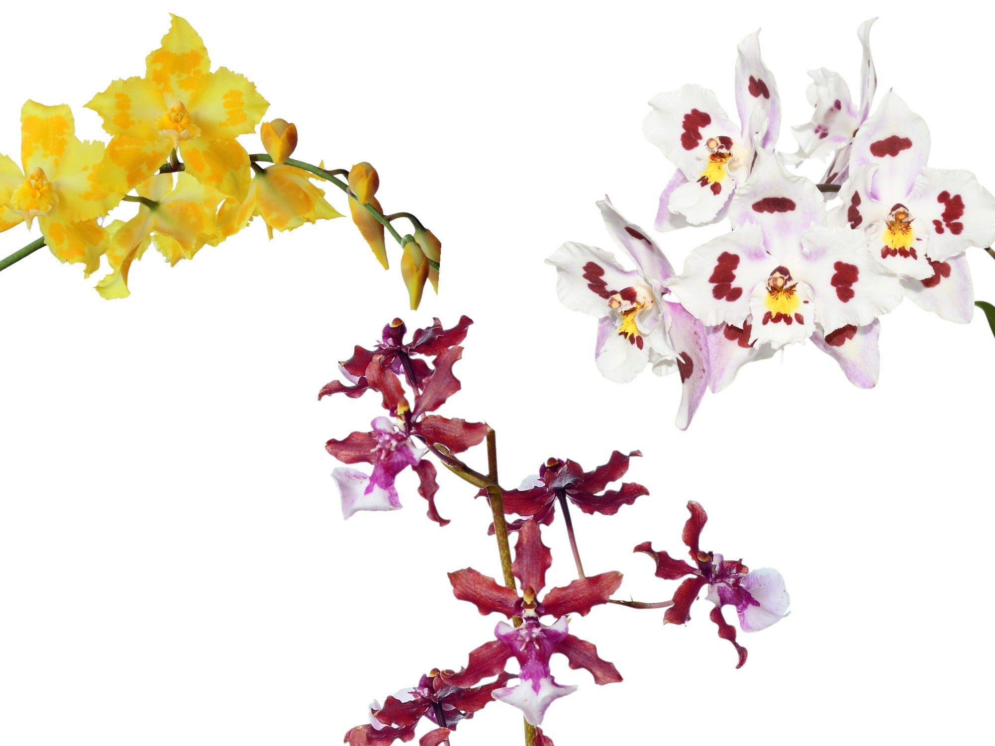Oncidium Bundle