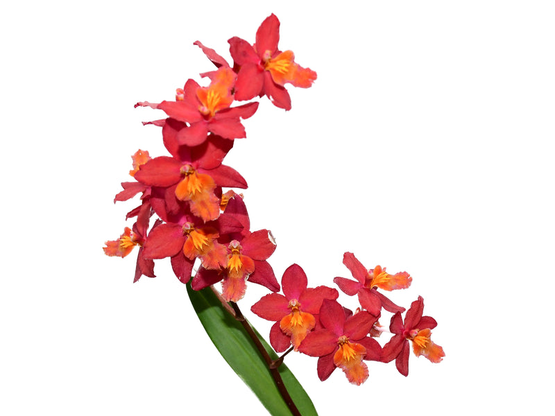 Oncidium P Juan Cardenas