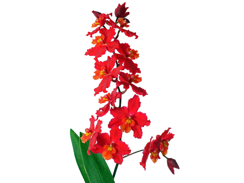 Oncidium Cholita Cuencana
