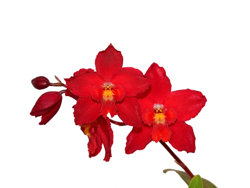 Oncidium Cholita Cuencana