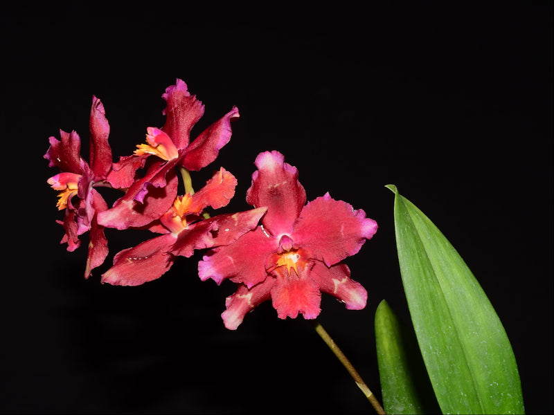 Oncidium Cholita Cuencana x Odontoglossum Ecuagenera