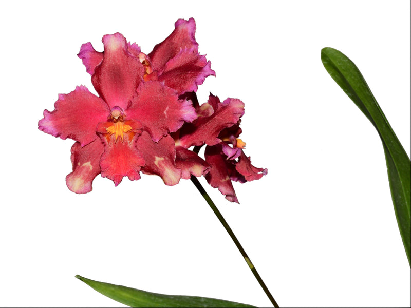 Oncidium Cholita Cuencana x Odontoglossum Ecuagenera