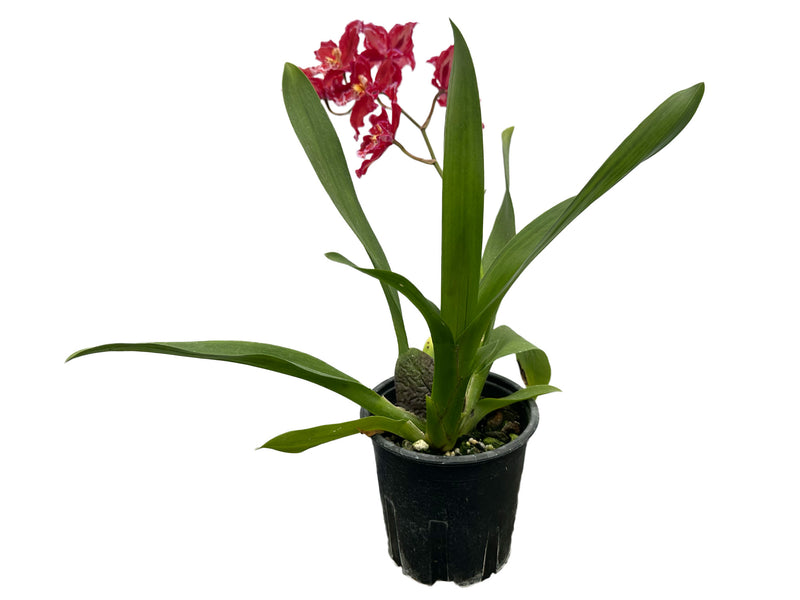 Oncidium Cholita Cuencana x Odontoglossum Mont Fallu 'Patience' ACC/AOS