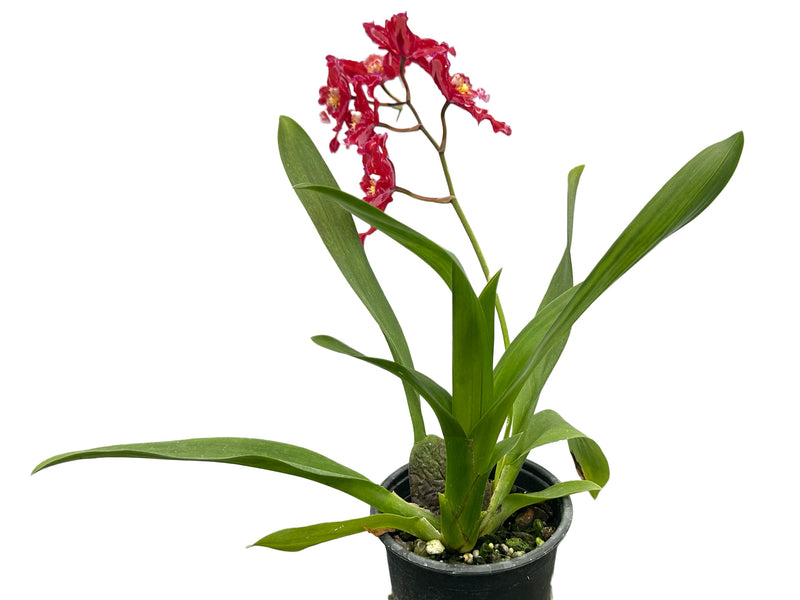 Oncidium Cholita Cuencana x Odontoglossum Mont Fallu 'Patience' ACC/AOS