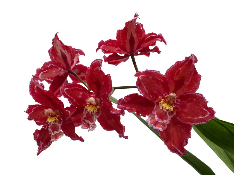 Oncidium Cholita Cuencana x Odontoglossum Mont Fallu 'Patience' ACC/AOS