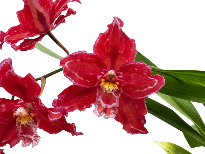 Oncidium Cholita Cuencana x Odontoglossum Mont Fallu 'Patience' ACC/AOS