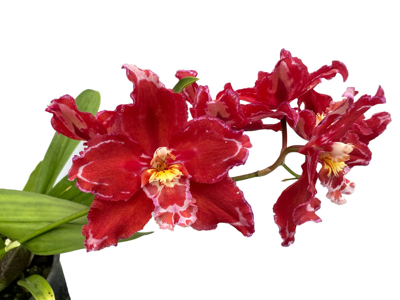 Oncidium Cholita Cuencana x Odontoglossum Mont Fallu 'Patience' ACC/AOS