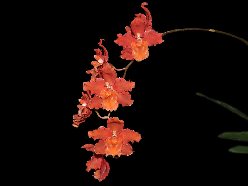 Oncidium Cholita Cuencana x Odontioda Bomboiza 'Maria'