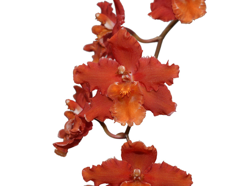 Oncidium Cholita Cuencana x Odontioda Bomboiza 'Maria'