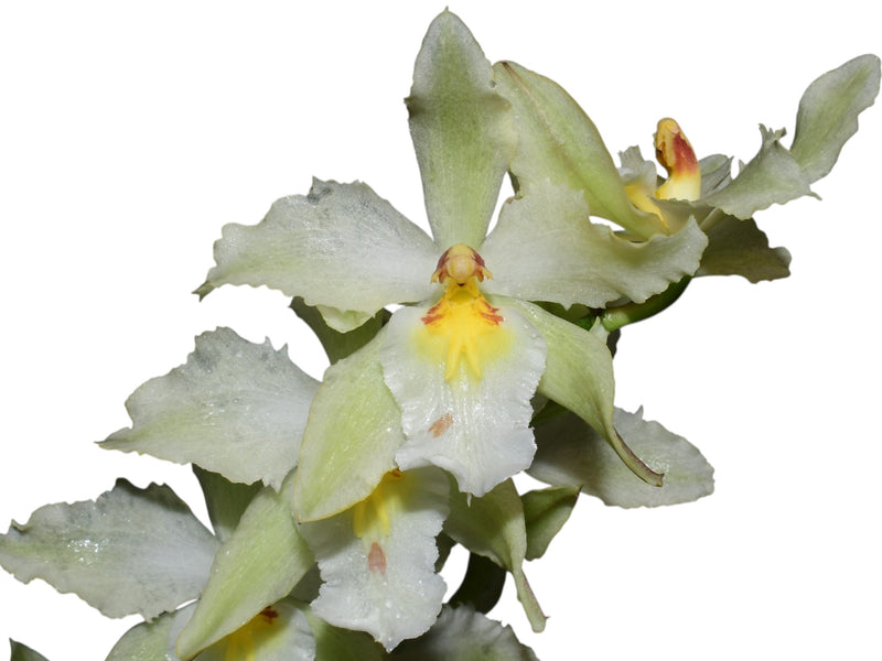 Oncidium Christian Ochoa